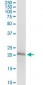 D4S234E Antibody (monoclonal) (M01)