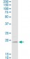 D4S234E Antibody (monoclonal) (M01)