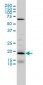 D4S234E Antibody (monoclonal) (M01)