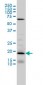 D4S234E Antibody (monoclonal) (M01)