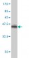 DAF Antibody (monoclonal) (M01)