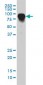 DAF Antibody (monoclonal) (M01)