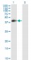 DAF Antibody (monoclonal) (M01)