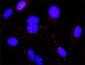 DAF Antibody (monoclonal) (M01)