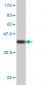 DBP Antibody (monoclonal) (M01)