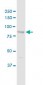 DCAMKL1 Antibody (monoclonal) (M02)