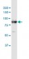 DCAMKL1 Antibody (monoclonal) (M03)