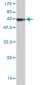 DCN Antibody (monoclonal) (M01)