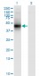 DCN Antibody (monoclonal) (M01)