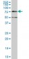 DCP1A Antibody (monoclonal) (M07)