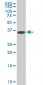 DCPS Antibody (monoclonal) (M02)