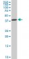 DCPS Antibody (monoclonal) (M02)