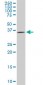 DCPS Antibody (monoclonal) (M03)