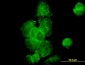 DCTN2 Antibody (monoclonal) (M01)