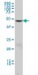 DCTN2 Antibody (monoclonal) (M01)
