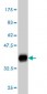 DCUN1D1 Antibody (monoclonal) (M01)
