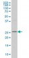 DCUN1D1 Antibody (monoclonal) (M01)