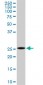 DCUN1D1 Antibody (monoclonal) (M01)