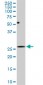 DCUN1D1 Antibody (monoclonal) (M01)