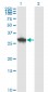 DCUN1D1 Antibody (monoclonal) (M01)