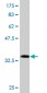 DCUN1D1 Antibody (monoclonal) (M02)