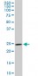 DCUN1D1 Antibody (monoclonal) (M02)