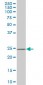 DCUN1D1 Antibody (monoclonal) (M02)