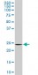 DCUN1D1 Antibody (monoclonal) (M02)