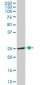 DCUN1D1 Antibody (monoclonal) (M02)