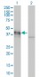 DCX Antibody (monoclonal) (M01)