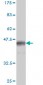 DDIT3 Antibody (monoclonal) (M01)