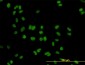 DDX41 Antibody (monoclonal) (M01)