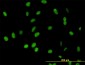 DDX54 Antibody (monoclonal) (M01)