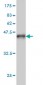 DDX54 Antibody (monoclonal) (M01)