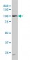 DDX54 Antibody (monoclonal) (M01)