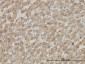 DDX56 Antibody (monoclonal) (M05)