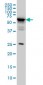 DDX56 Antibody (monoclonal) (M05)