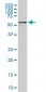 DDX56 Antibody (monoclonal) (M05)