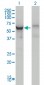 DDX56 Antibody (monoclonal) (M05)