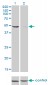 DDX6 Antibody (monoclonal) (M01)