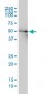 DDX6 Antibody (monoclonal) (M01)