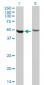 DDX6 Antibody (monoclonal) (M01)