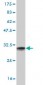 DEFB4 Antibody (monoclonal) (M01)