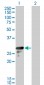 DENR Antibody (monoclonal) (M01)