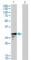 DENR Antibody (monoclonal) (M01)