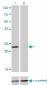 DENR Antibody (monoclonal) (M01)