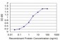 DHFR Antibody (monoclonal) (M01)