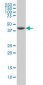 DHODH Antibody (monoclonal) (M01)