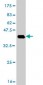 DHX8 Antibody (monoclonal) (M01)