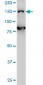 DHX8 Antibody (monoclonal) (M01)